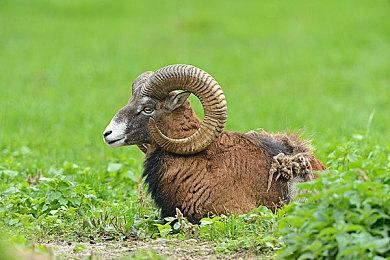 《红色沙漠》7分钟新预告 详细展示女巫玛丽Boss战